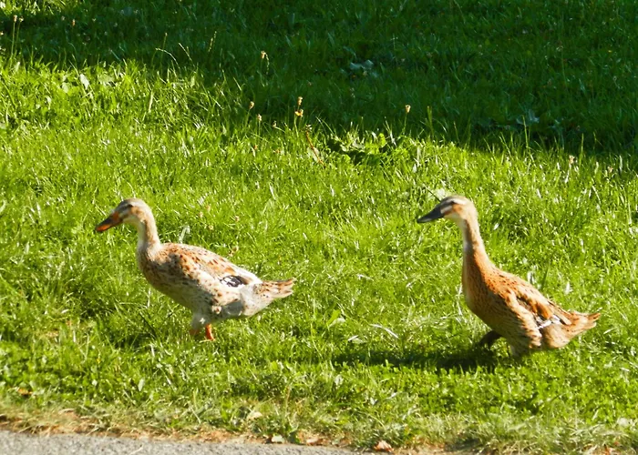 Peterbauerhof Pensjonat